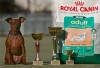 Royal Canin kupasorozat 2005-2006. - 1. hely