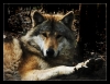 Veresegyházi sztárfotó egy gyönyörű farkasról, ajánlom Lupus barátomnak!